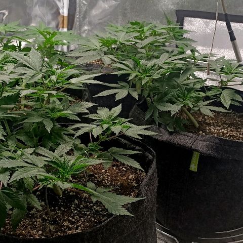 Gelato growlog photo: Que dire rien à dire