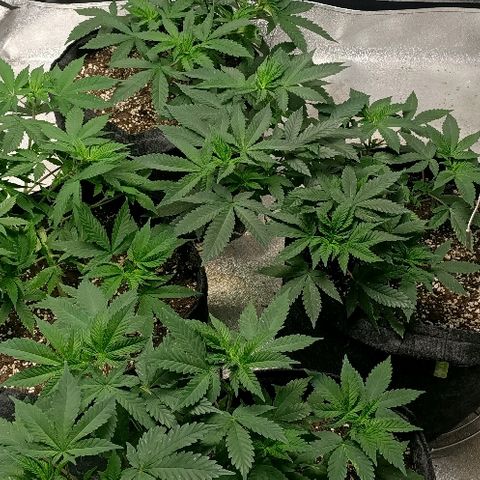 Gelato growlog photo: Que dire rien à dire