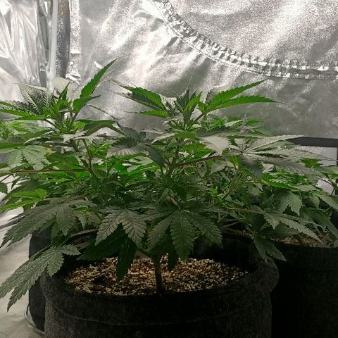 Gelato growlog photo: Super belle plus que 2 jours passage en flo
