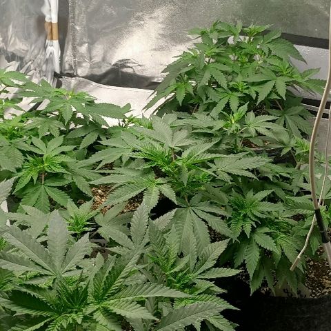 Gelato growlog photo: Super belle plus que 2 jours passage en flo