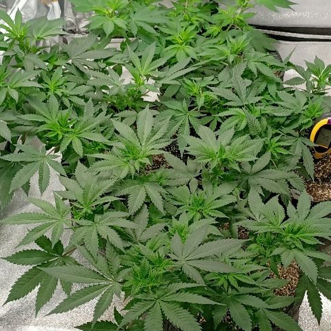 Gelato growlog photo: Superbe rien à dire
