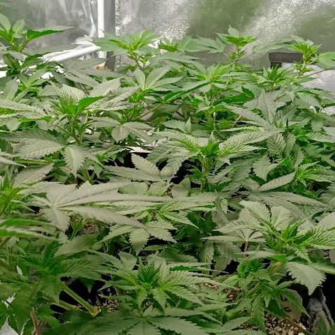 Gelato growlog photo: Superbe rien à dire