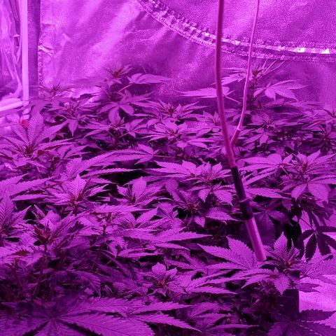 Gelato growlog photo: Ça y est elles se sont déclarées