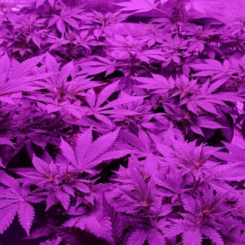 Gelato growlog photo: Ça y est elles se sont déclarées