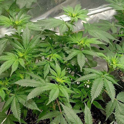 Gelato growlog photo: Ça y est ça rigole plus