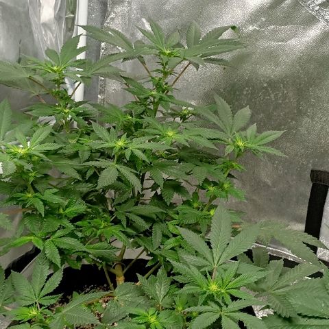 Gelato growlog photo: Ça y est ça rigole plus