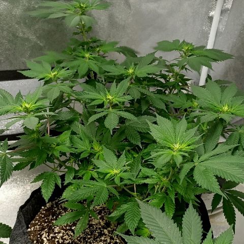 Gelato growlog photo: Ça y est ça rigole plus