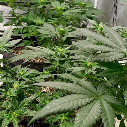 Gelato growlog photo: Ça y est ça rigole plus