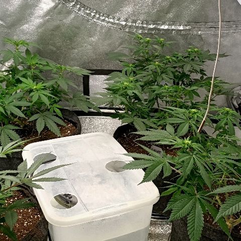 Gelato growlog photo: Dernière petite taille rafraîchissement