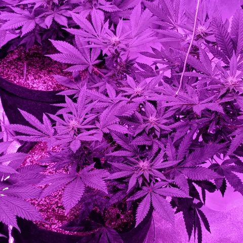 Gelato growlog timeline photo