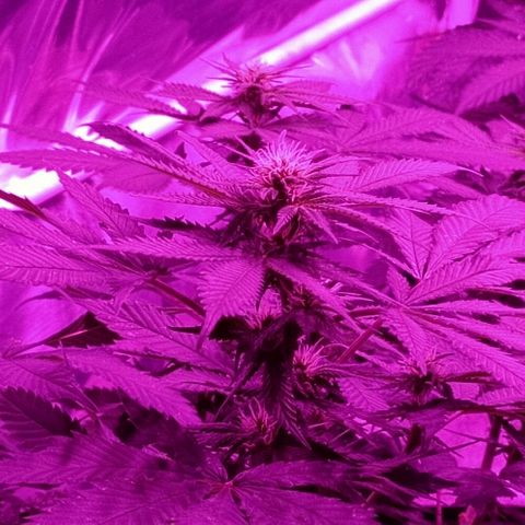Gelato growlog timeline photo