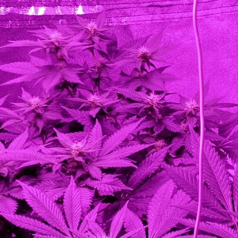 Gelato growlog timeline photo