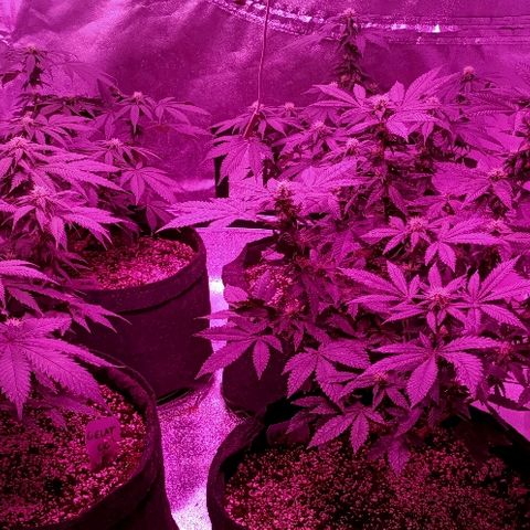 Gelato growlog timeline photo