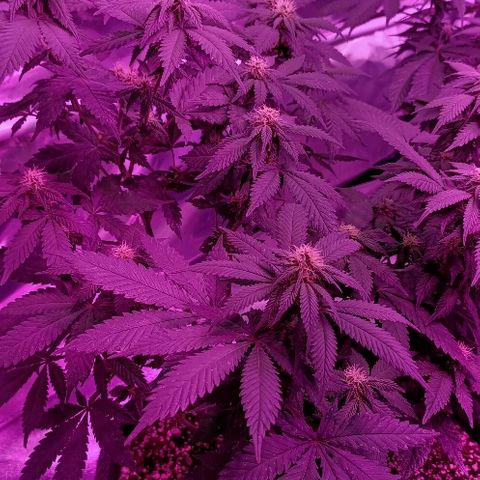Gelato growlog timeline photo