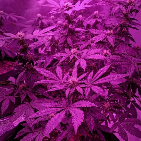 Gelato growlog timeline photo