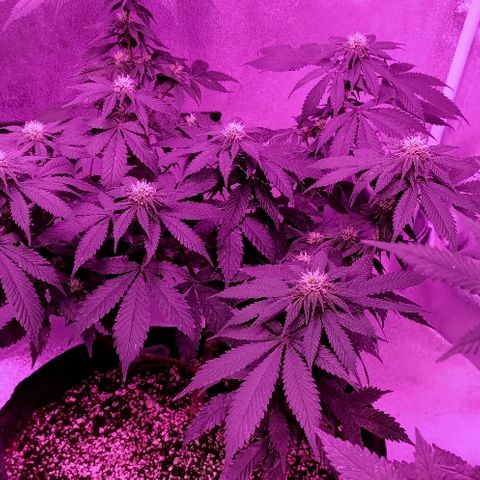 Gelato growlog timeline photo