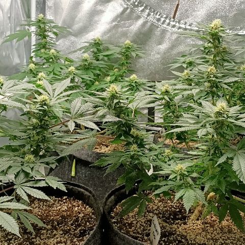 Gelato growlog photo: Tout va bien rien à signaler