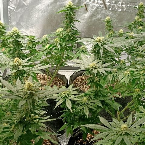 Gelato growlog photo: Tout juste après l'arrosage