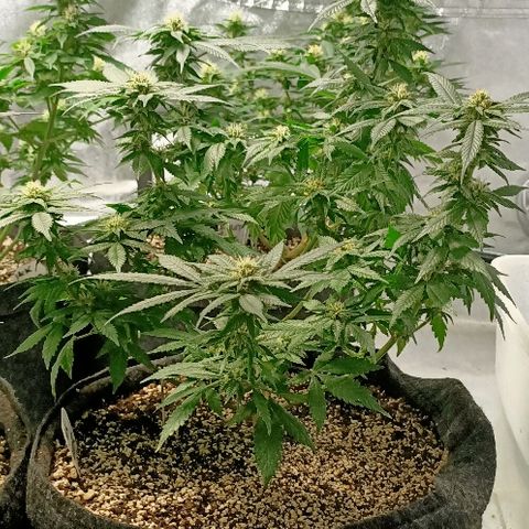 Gelato growlog photo: Tout juste après l'arrosage