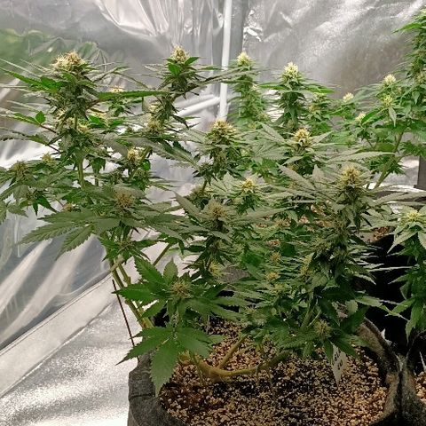 Gelato growlog photo: Tout juste après l'arrosage