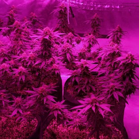 Gelato growlog photo: Plus que 2 semaines