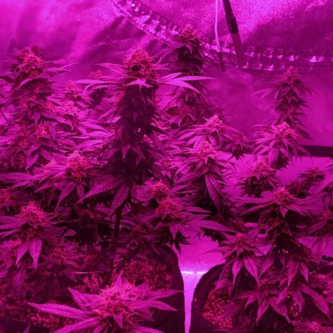 Gelato growlog timeline photo