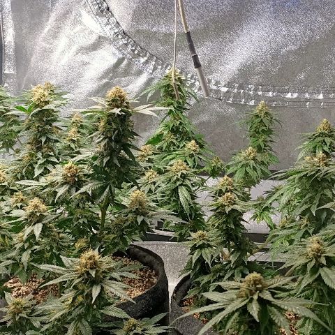 Gelato growlog timeline photo
