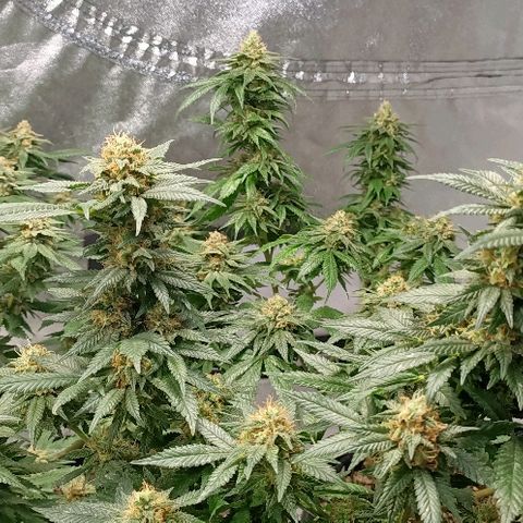 Gelato growlog timeline photo