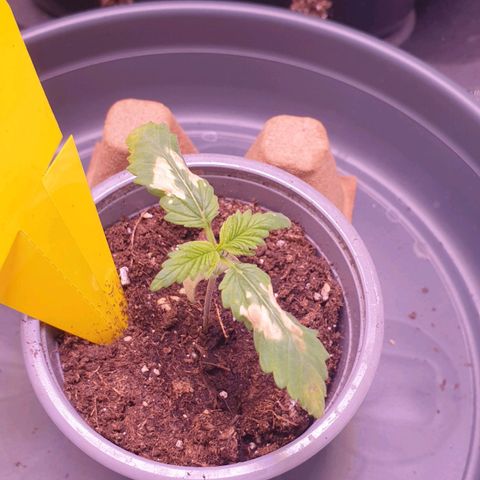 O.K growlog photo: Bis auf die braunen stellen zeigen die Blätter wieder eine kräftige grüne farbe