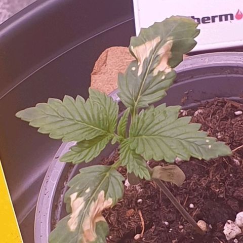 O.K growlog photo: Erde ist nach dem übergießen langsam wieder auf einem normalen Feuchtigkeits Niveau 