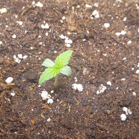Jacky growlog timeline photo