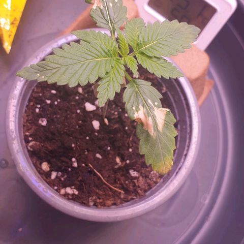 O.K growlog timeline photo