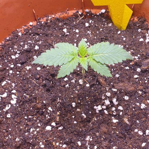 O.K growlog timeline photo
