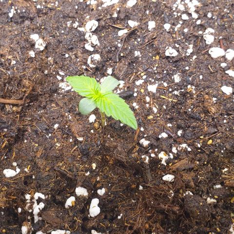 Jacky growlog timeline photo