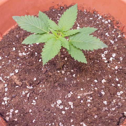 O.K growlog timeline photo