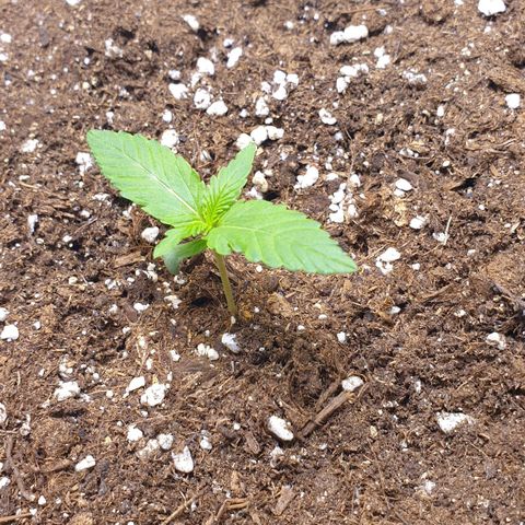 Jacky growlog timeline photo