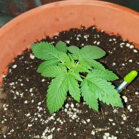 O.K growlog timeline photo