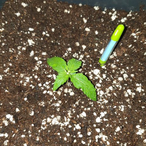 Jacky growlog timeline photo
