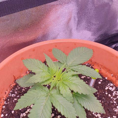 O.K growlog timeline photo