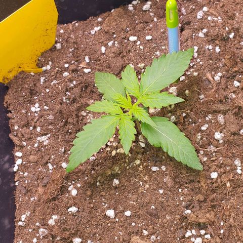 Jacky growlog timeline photo