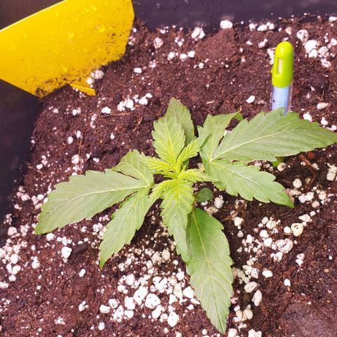 Jacky growlog timeline photo