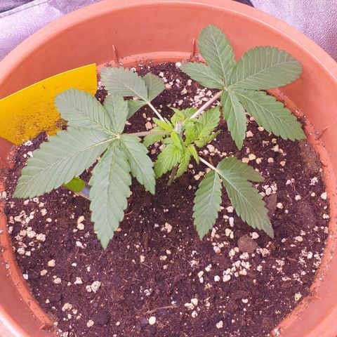 O.K growlog timeline photo