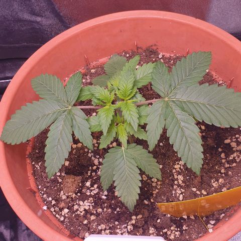 O.K growlog timeline photo