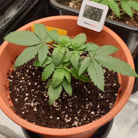 O.K growlog timeline photo