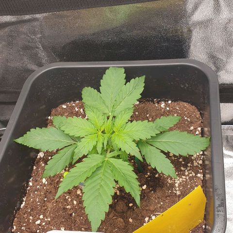 Jacky growlog timeline photo