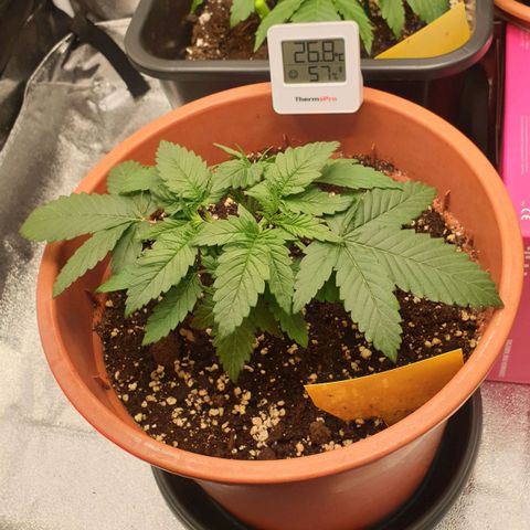 O.K growlog timeline photo