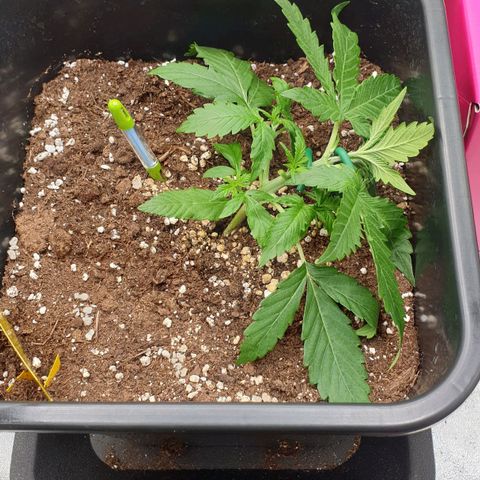 Jacky growlog timeline photo