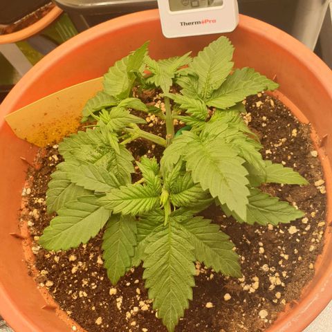 O.K growlog timeline photo
