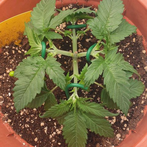 O.K growlog timeline photo