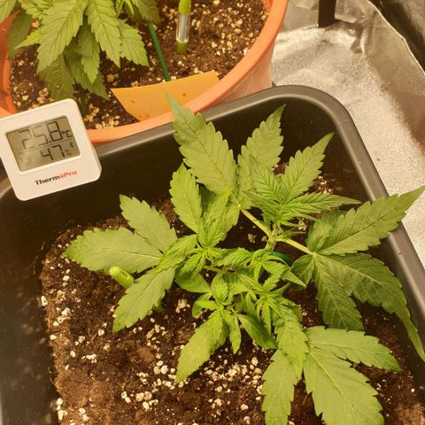 Jacky growlog timeline photo